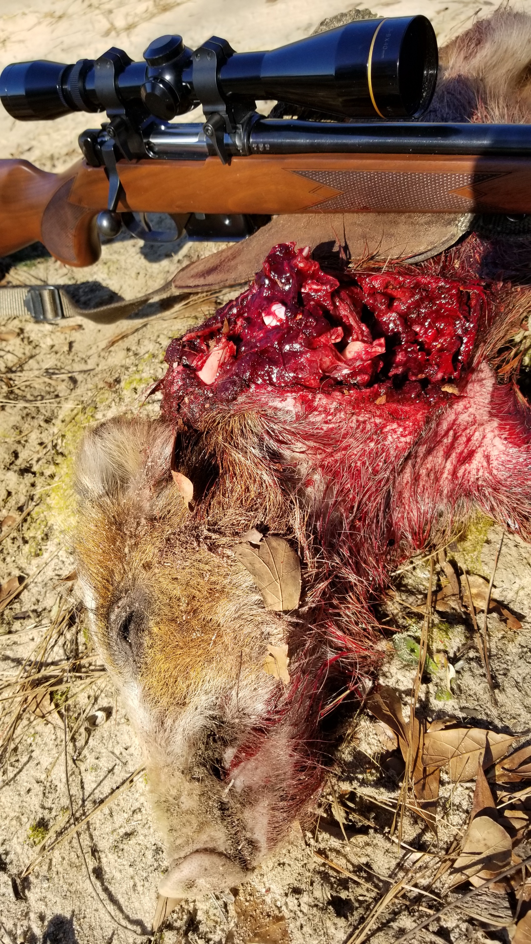 Hog382021D.jpg