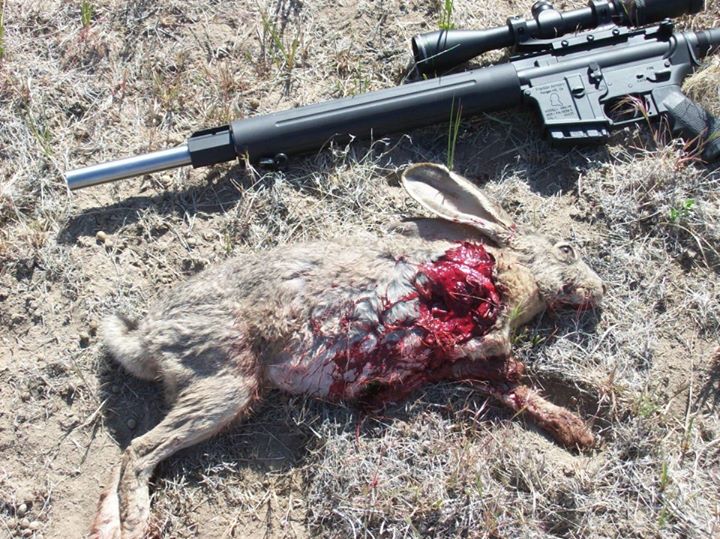 AR bunny.jpg