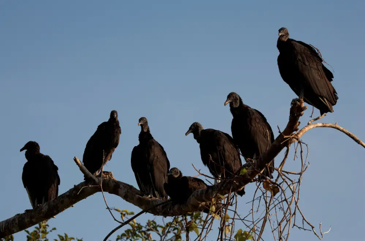 buzzards.png