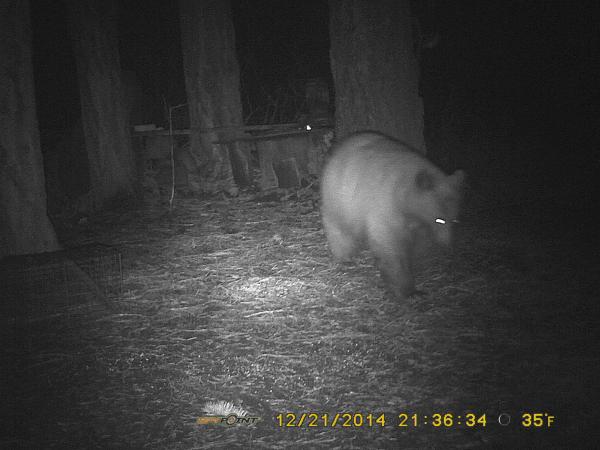 Good black bear - Copy.jpg