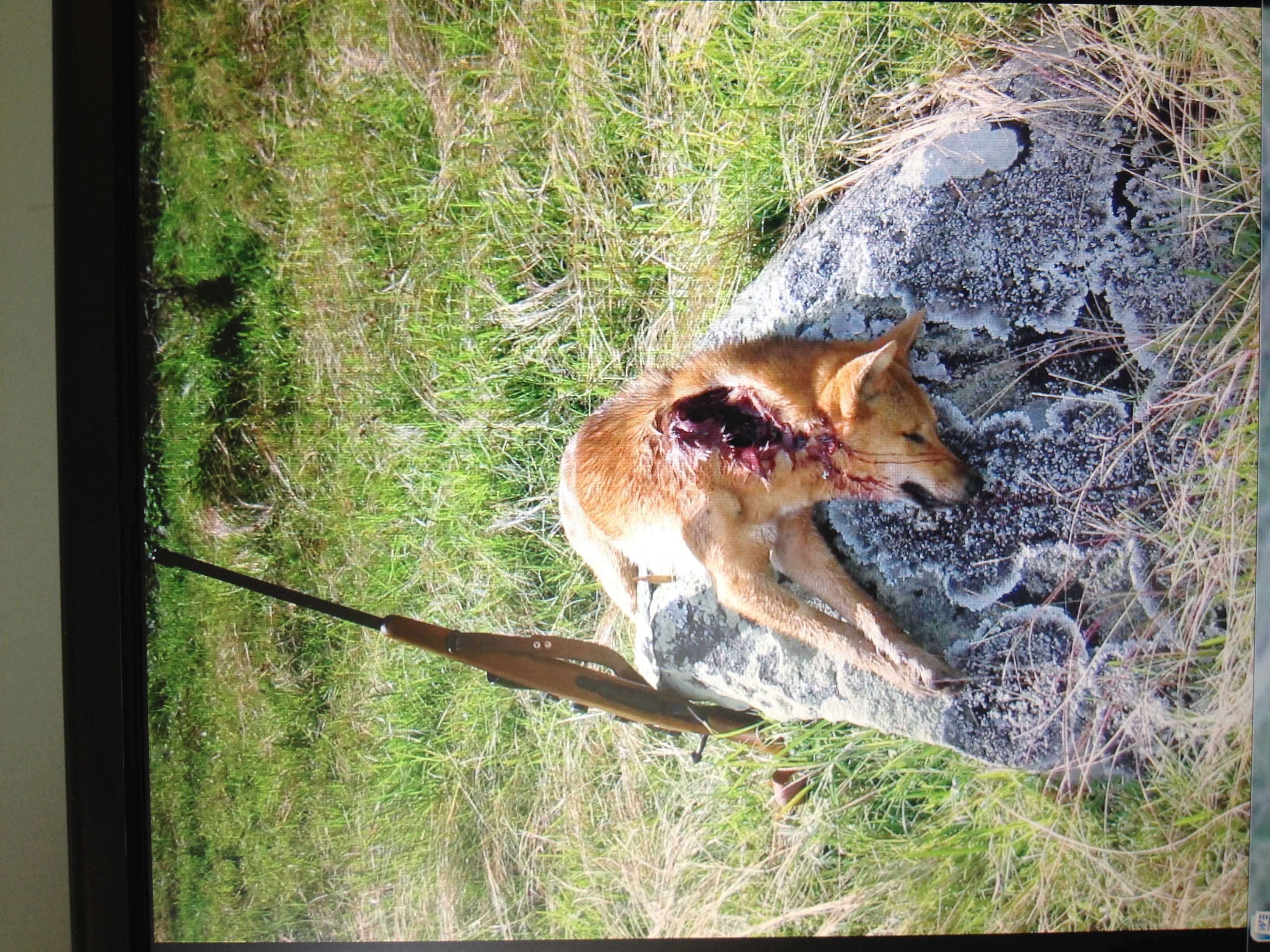 Wild dog at 300 metres exit view 39 grain Sierra BK