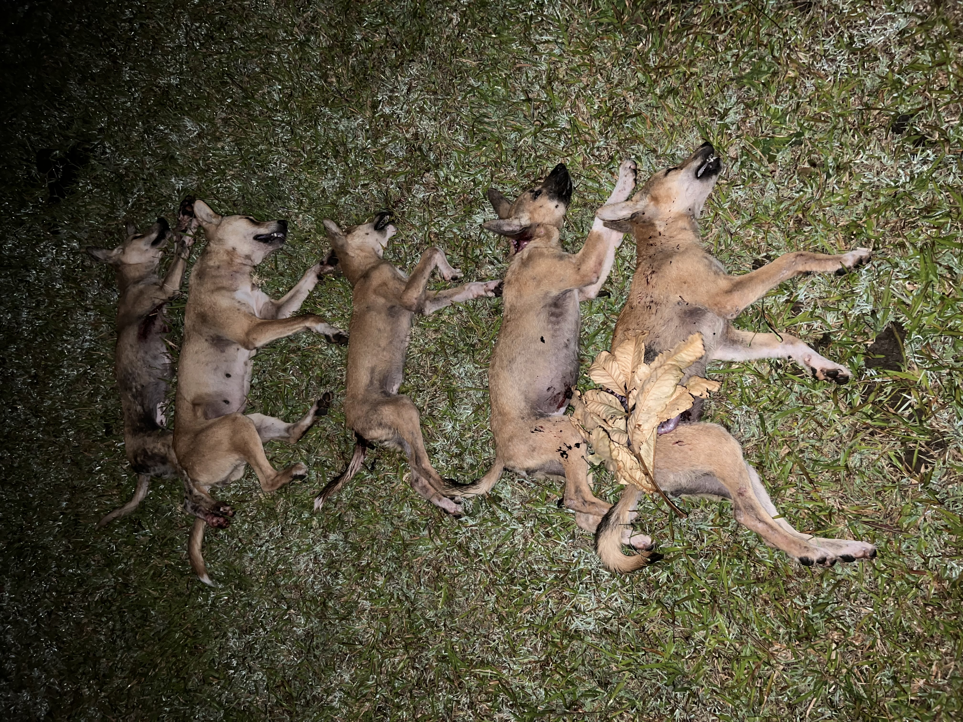 A pack of five taken killing calves at night