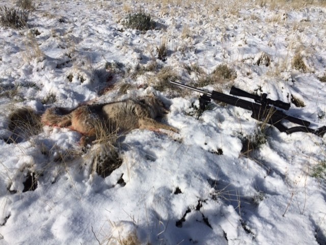 My first coyote