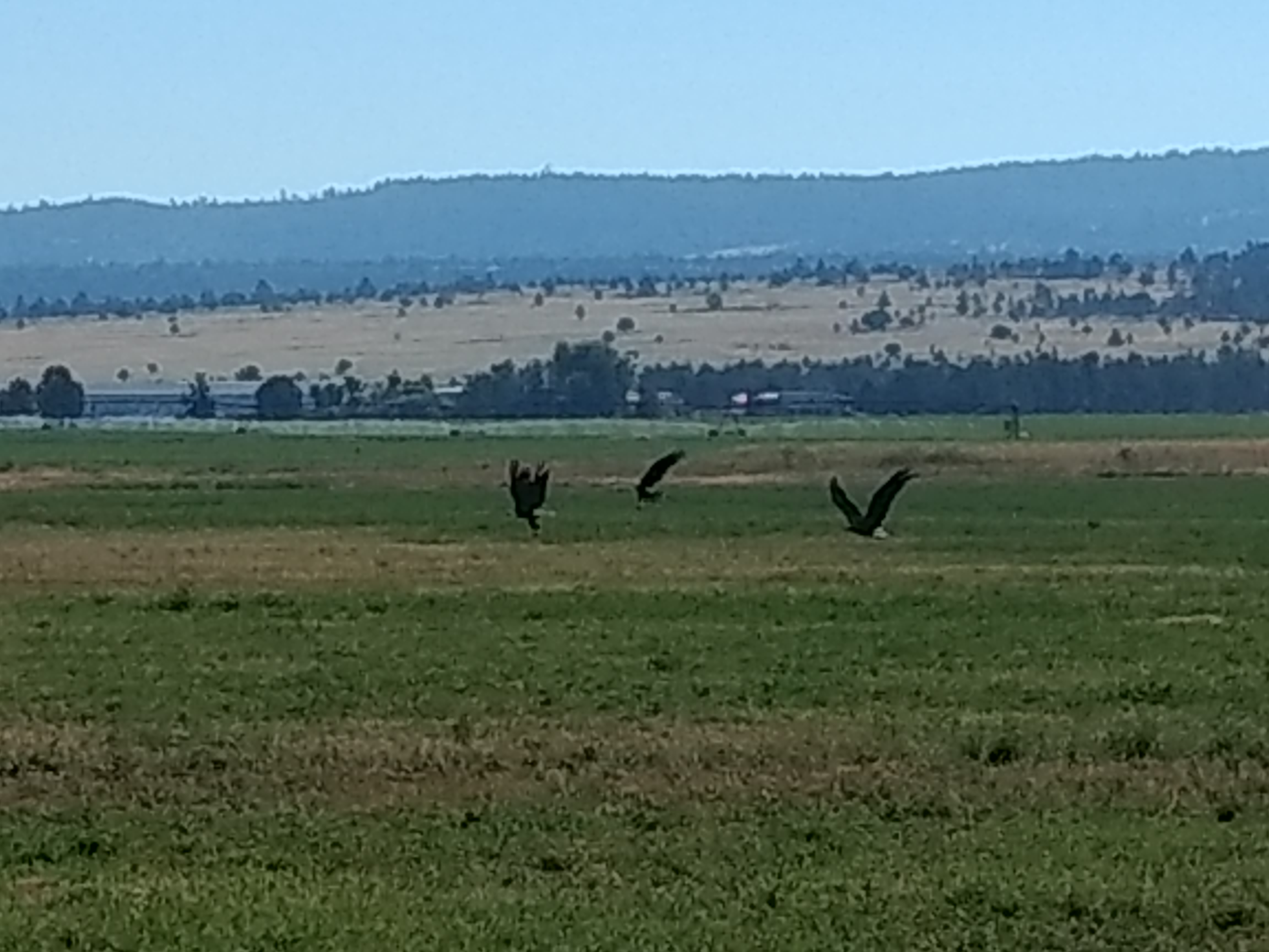 fighting Balds Eagles.jpg