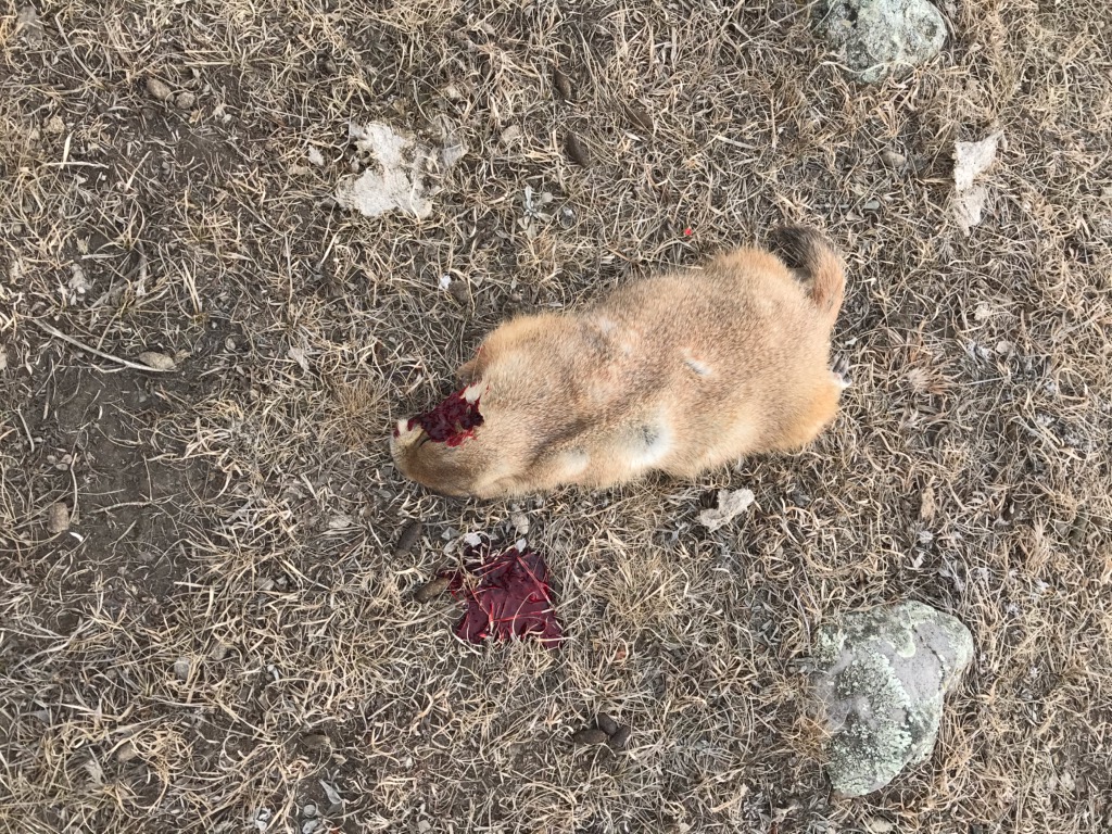 49141.jpeg